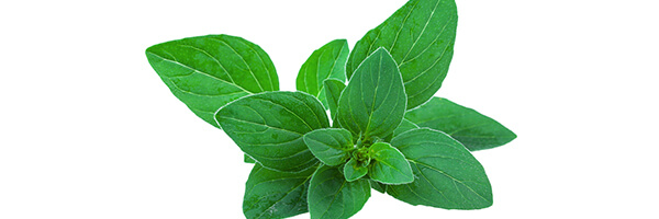 Huile essentielle de Menthe Verte